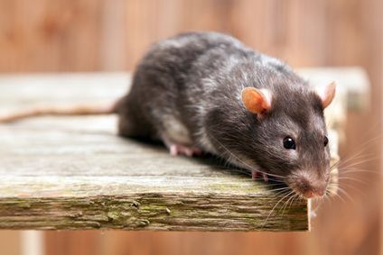 Desinfección de - profesional de ratas