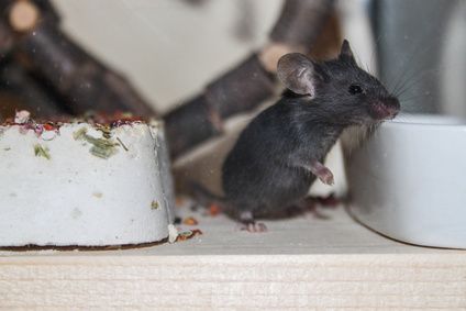 Cómo eliminar los ratones en la casa sin necesidad de utilizar venenos?