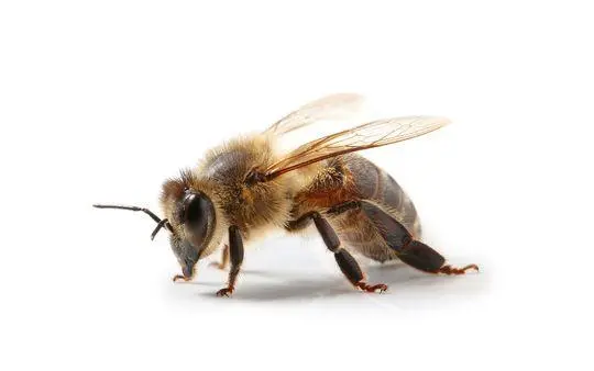 Abeja europea Abeja 🐝 Abeja de la Miel: características y control