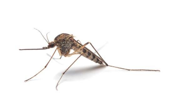 Plagas más habituales que tratamos 9 Mosquito común Plagas más habituales que tratamos