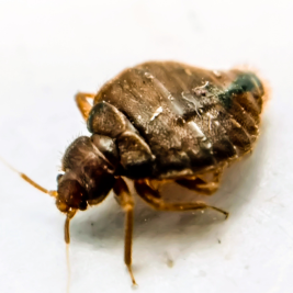 chinche de cama bcn plagas