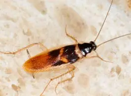 cucaracha banda marron Cucaracha banda marrón