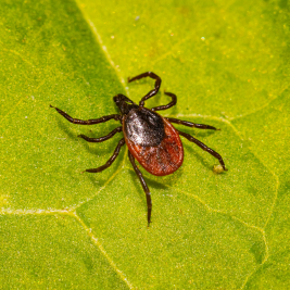 Garrapata común 1 garrapata bcn plagas Garrapata común