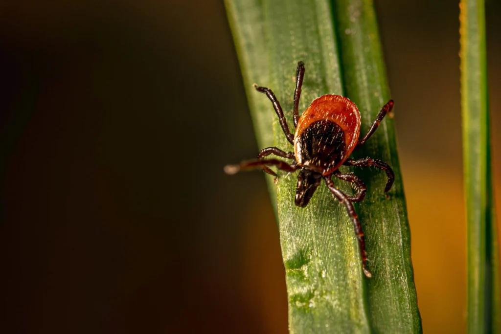 Garrapata común 2 garrapata comun 1 1 Garrapata común