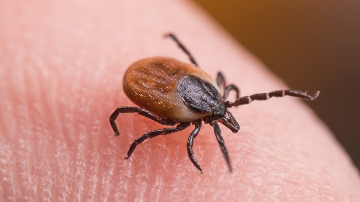 Garrapata común