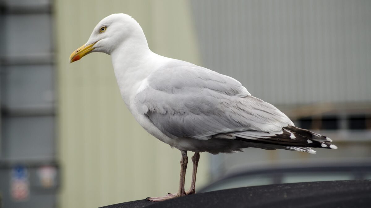 gaviota argéntea