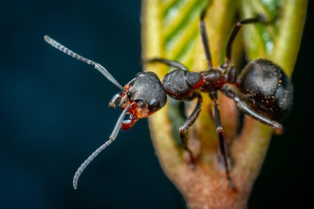 Hormiga común 2 hormiga común 1