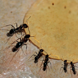 Hormiga común 1 hormiga común bcnblagas