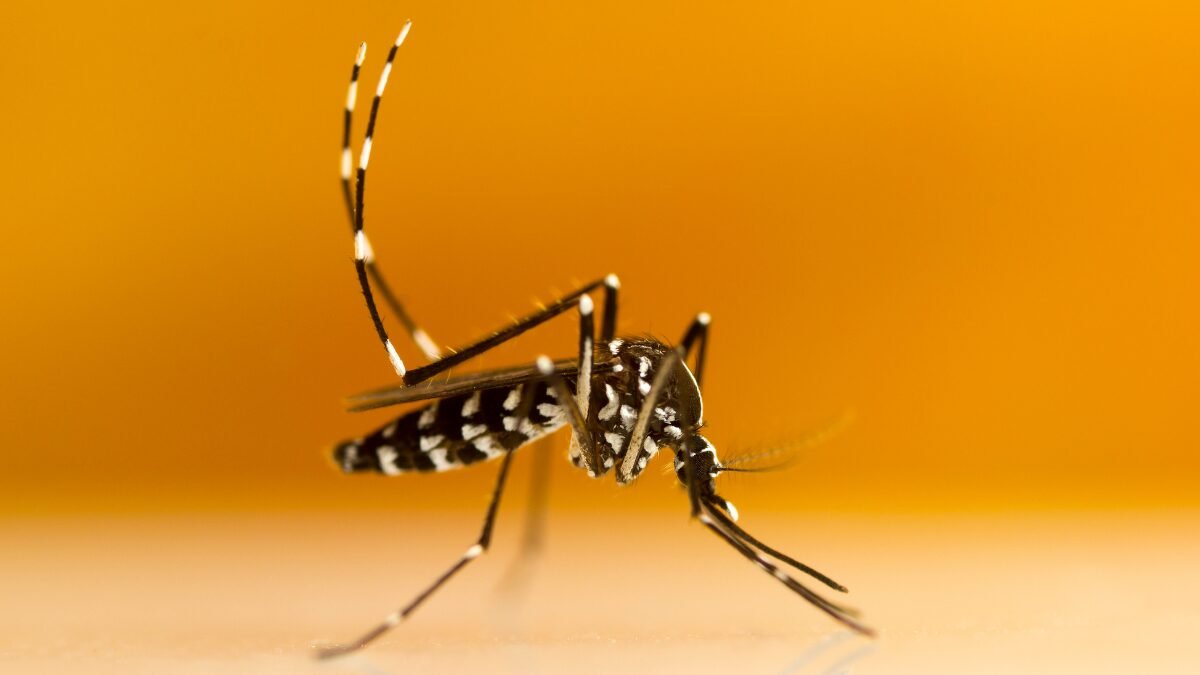 mosquito tigre