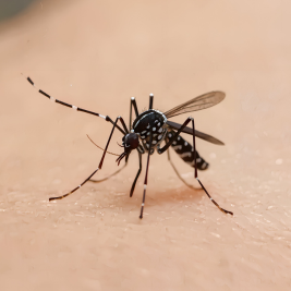 mosquito tigre bcnplagas