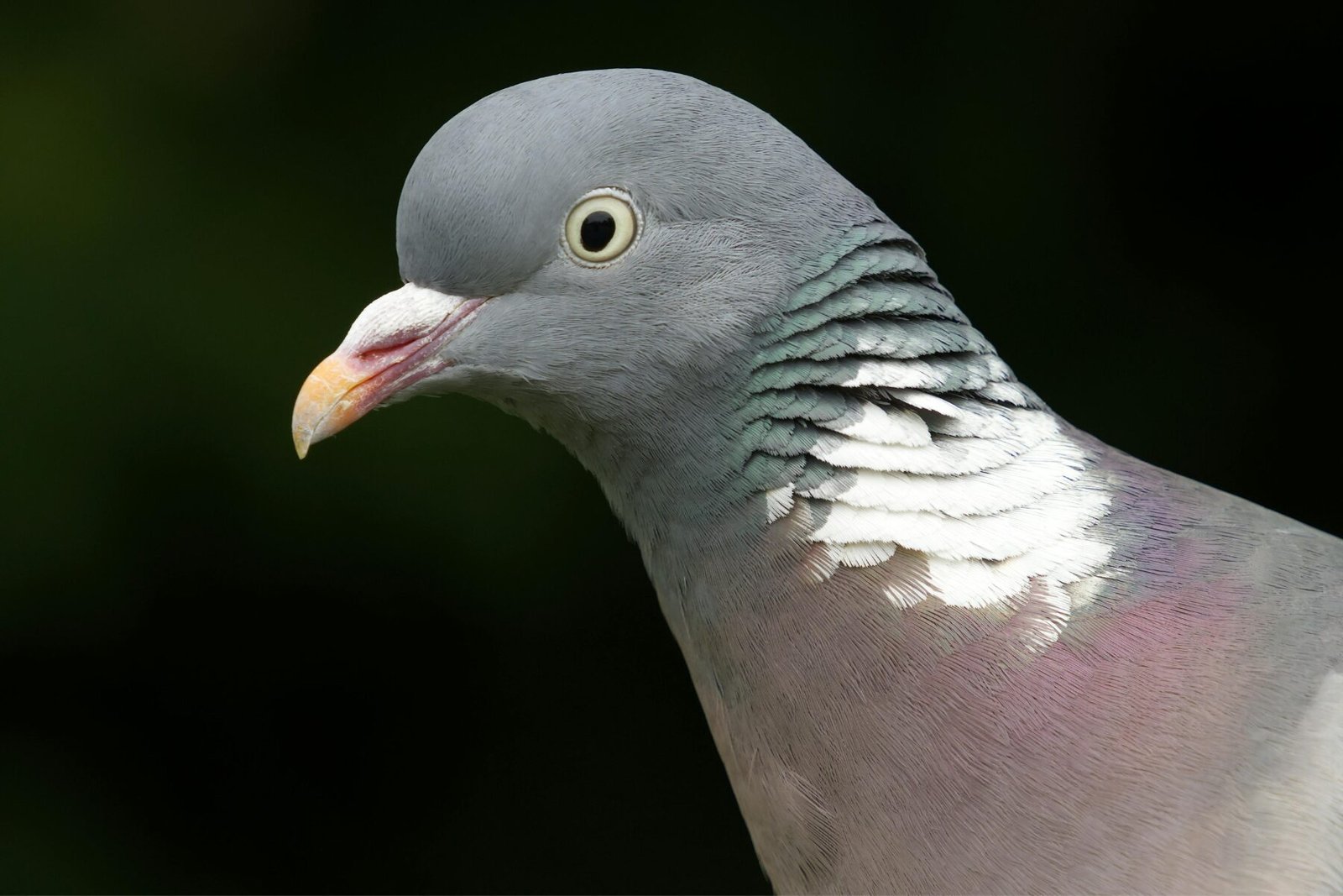 Paloma común 2 paloma común 1