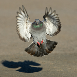 Paloma común 1 paloma común bcnplagas