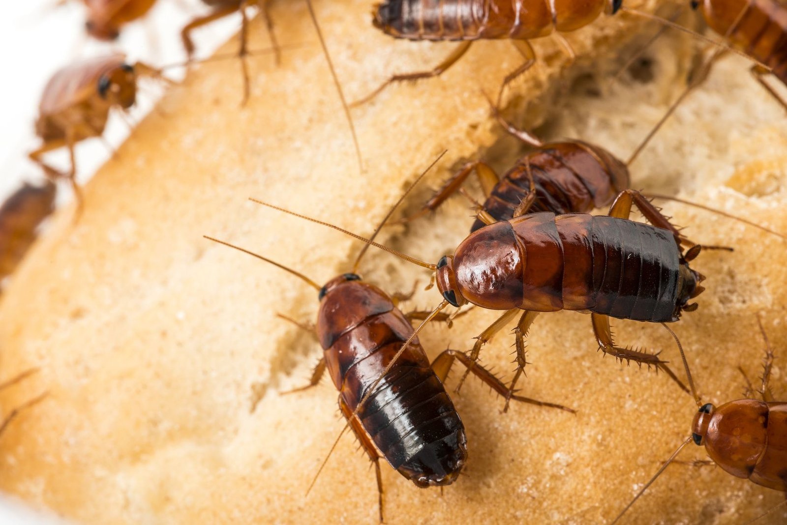 Plaga de Cucarachas certificado de control de plagas
