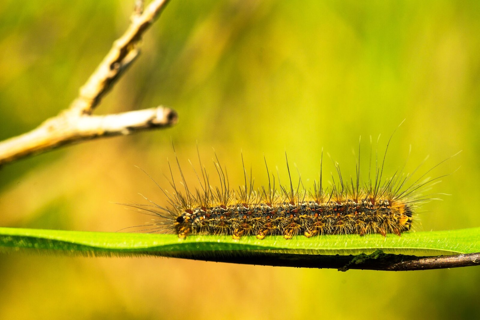 Procesionaria del Pino 2 procesionaria del pino 1