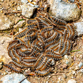 Procesionaria del Pino 1 procesionaria del pino bcnplagas