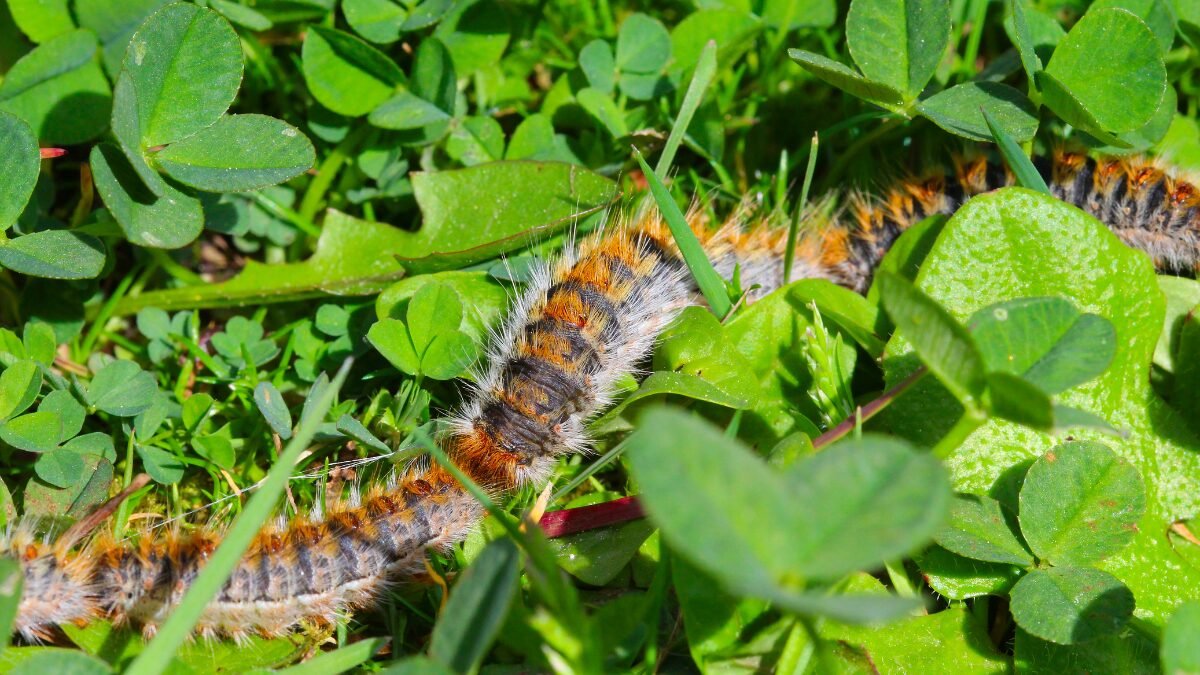 procesionaria del pino