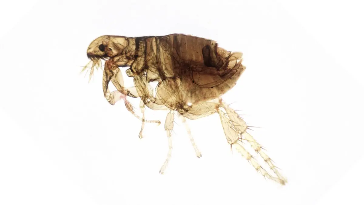 pulga común