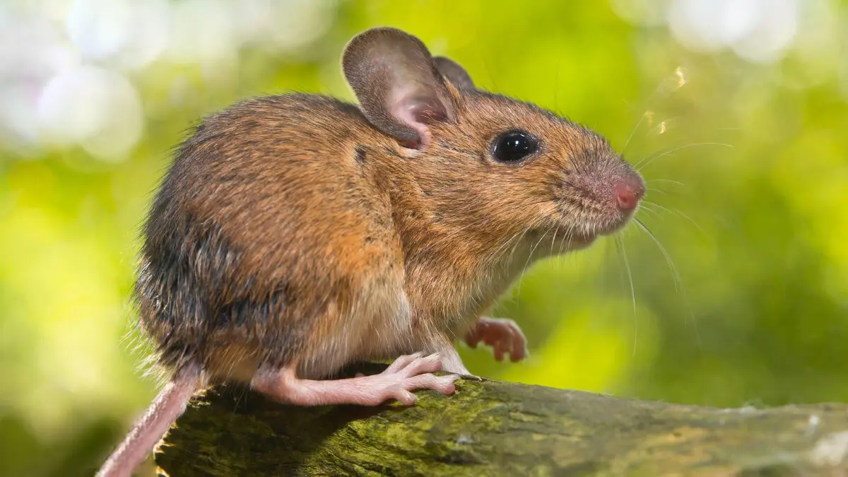 ratón de campo