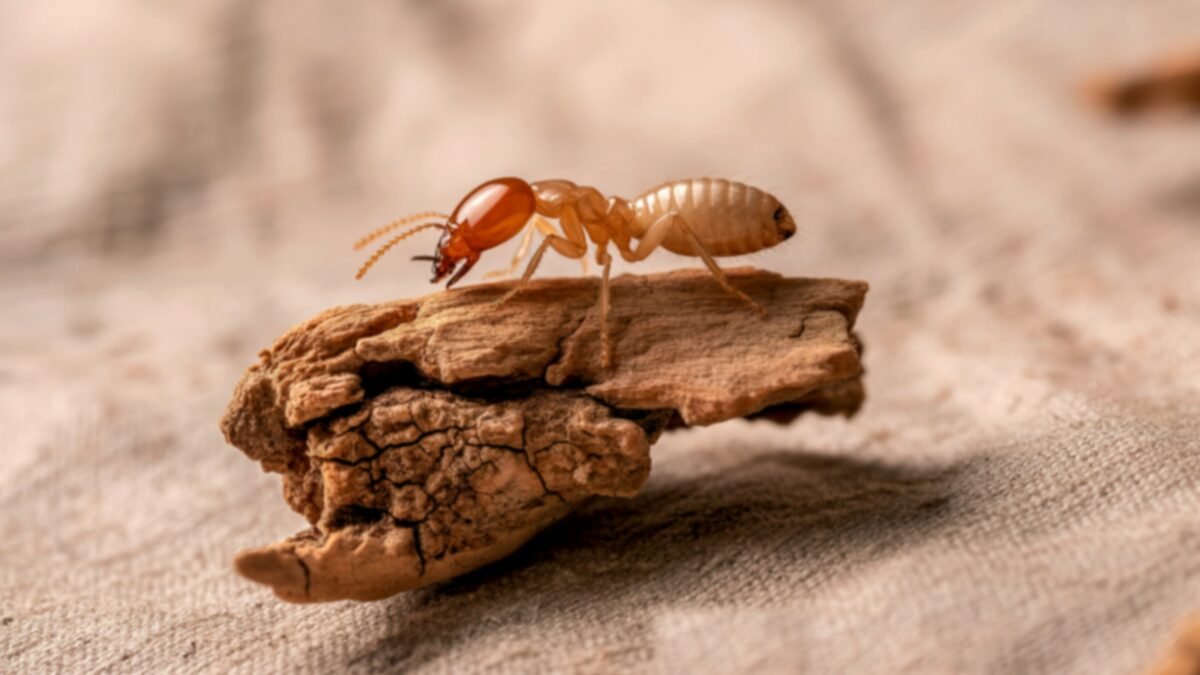 termita subterránea