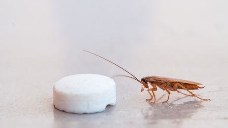 cucaracha feromonas