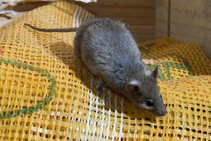 Ratón común