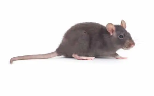 ¿Qué es el control integrado de plagas? Guía detallada y consejos 8 Rata gris