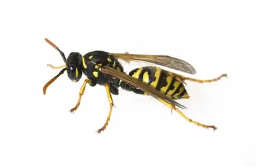 ¿Qué es el control integrado de plagas? Guía detallada y consejos 11 Vespula ¿Qué es el control integrado de plagas? Guía detallada y consejos