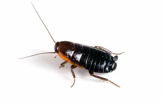 ¿Qué es el control integrado de plagas? Guía detallada y consejos 6 cucaracha oriental negra ¿Qué es el control integrado de plagas? Guía detallada y consejos