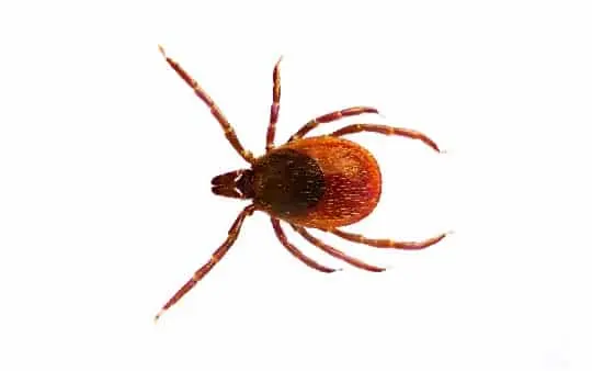garrapata comun Desinsectación