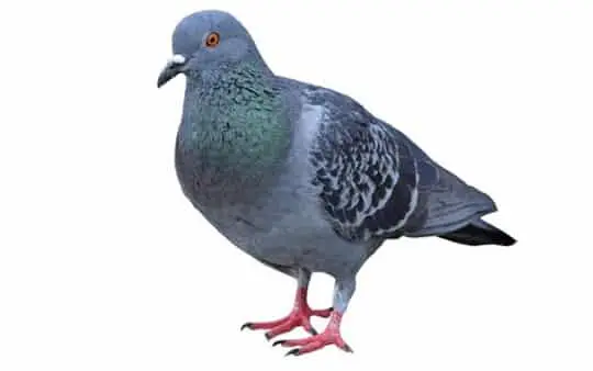 paloma comun BCN Plagas - Control de plagas en Barcelona