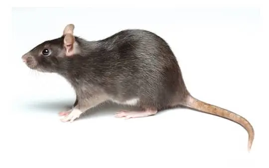 ¿Qué es el control integrado de plagas? Guía detallada y consejos 10 rata negra