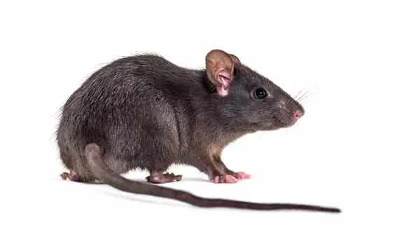 Certificado de control de plagas 9 rata