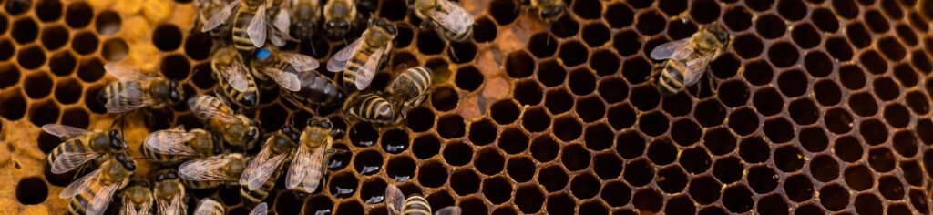 Abeja de la miel