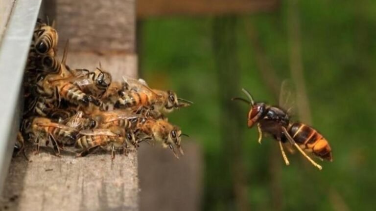 abeja de la miel vs avispa asiática