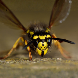 avispa común bcn plagas
