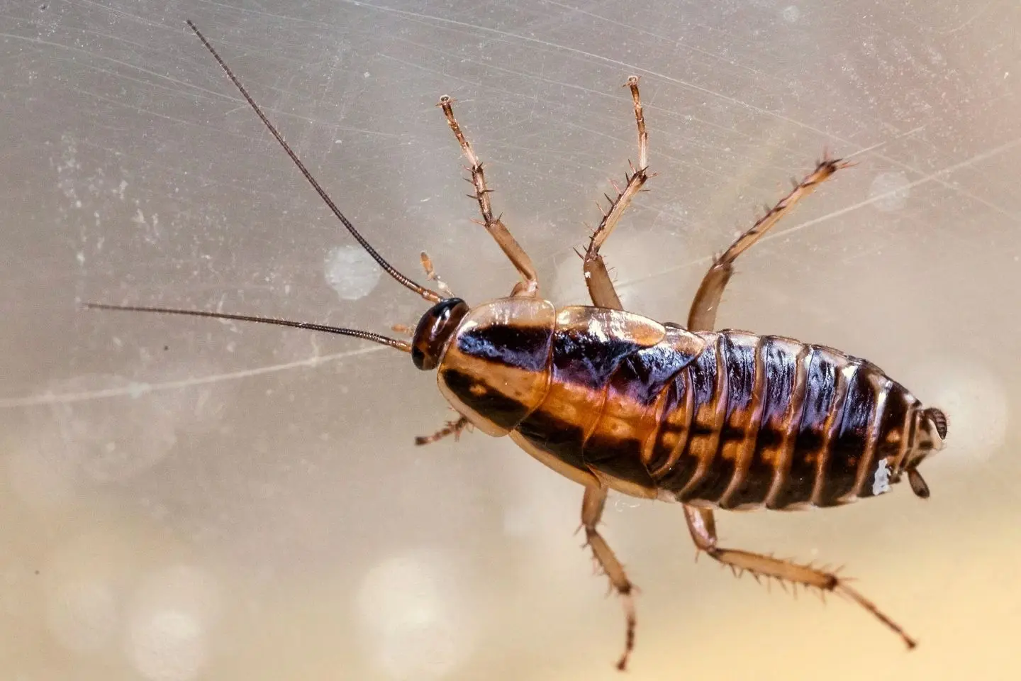 blattella germanica control de plagas cucaracha alemana