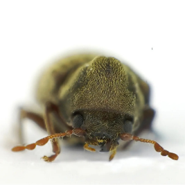 Carcoma de la madera 1 carcoma de la madera bcnplagas