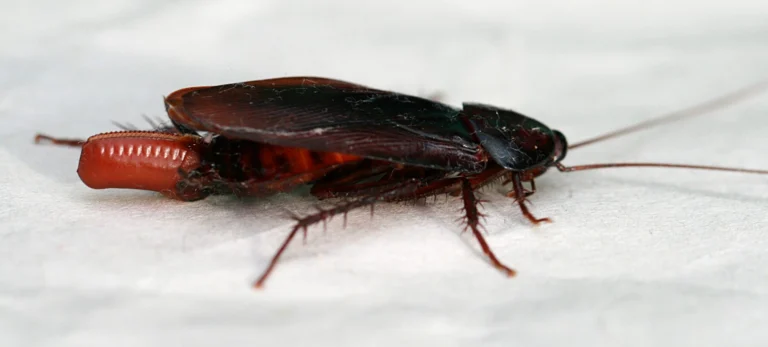 cucaracha de banda marrón ooteca