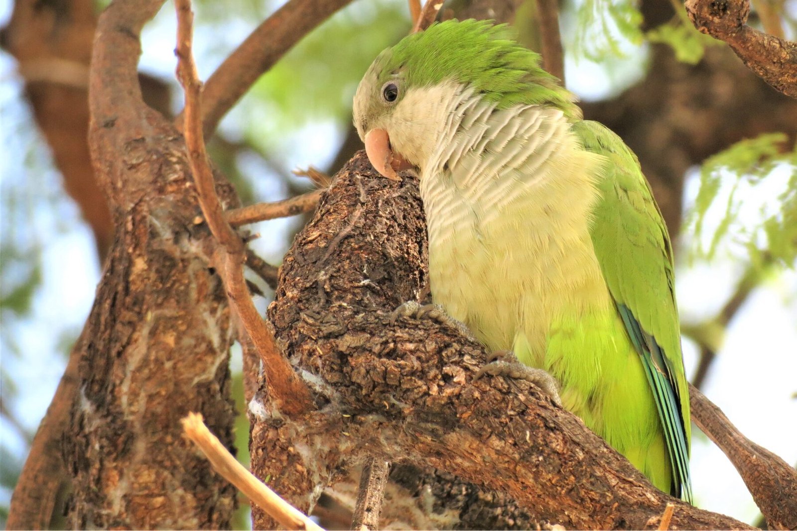 Cotorra Argentina 2 cotorra argentina 1