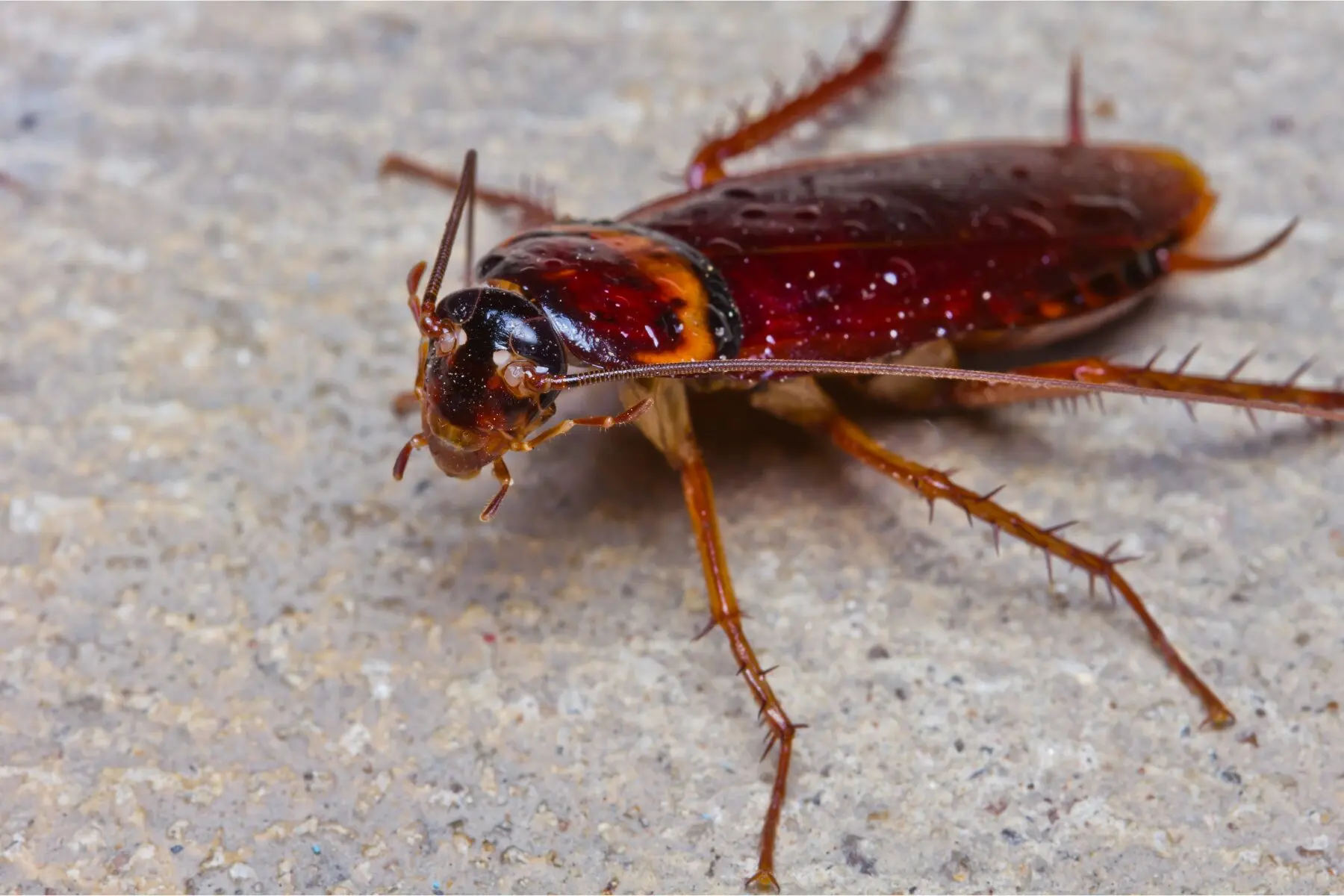 Cucaracha americana 2 cucaracha americana 1