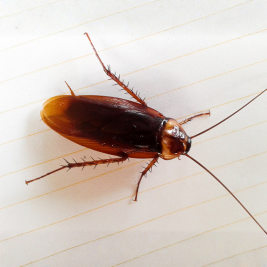 Cucaracha americana 1 cucaracha americana bcnplagas