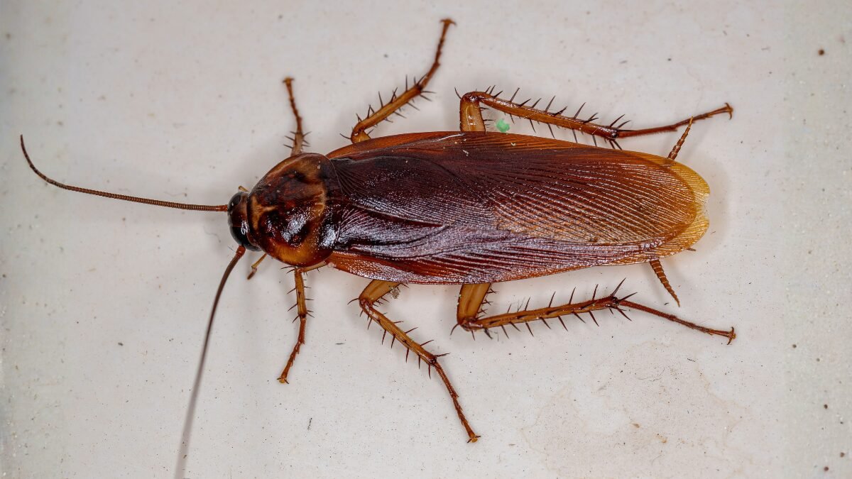 cucaracha americana