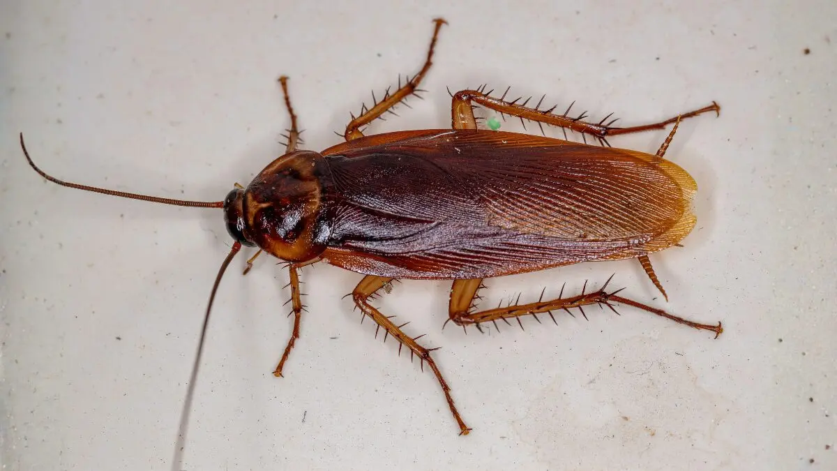 cucaracha americana