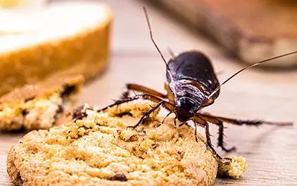 cucaracha galleta