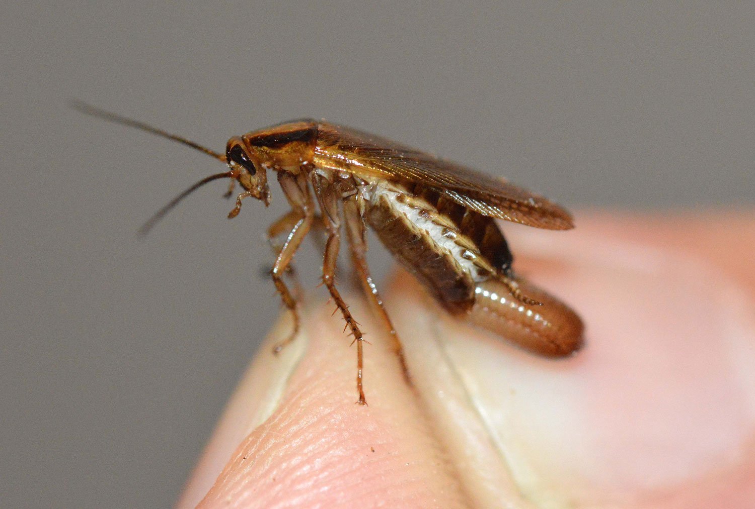 Fumigación y desinsectación de cucarachas profesional 9 ooteca cucaracha alemana huevos Fumigación y desinsectación de cucarachas profesional