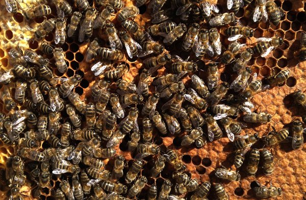 que es la miel verdemiel 🐝 Abeja de la Miel: características y control