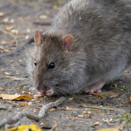 Rata gris 1 rata gris bcn plagas