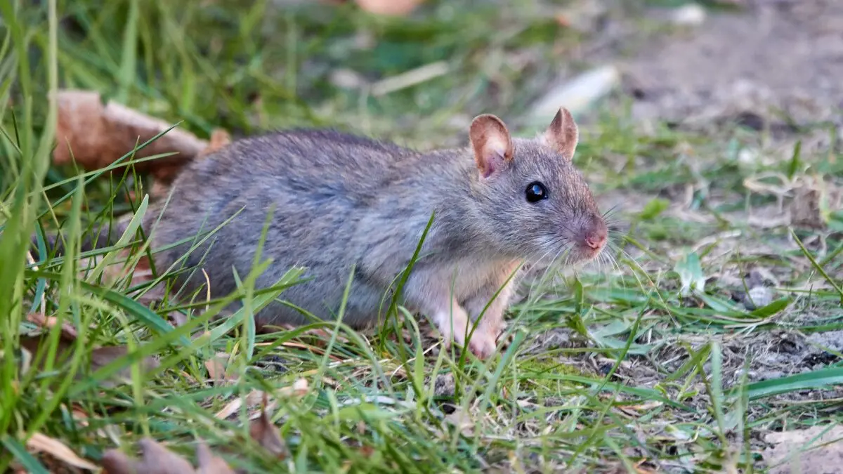 rata gris