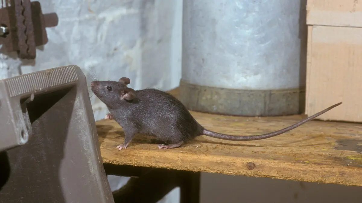 rata negra