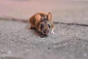 ratón común